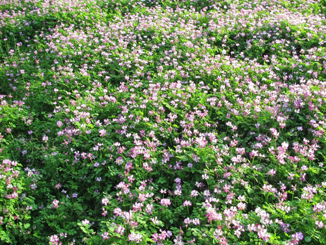 名残りレンゲ草