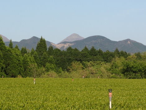 にわか茶摘み