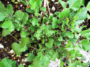 元気野菜