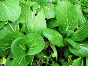 元気野菜