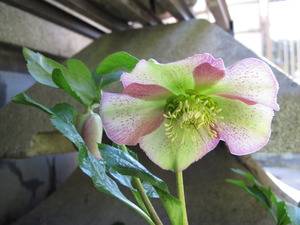 春告げ花