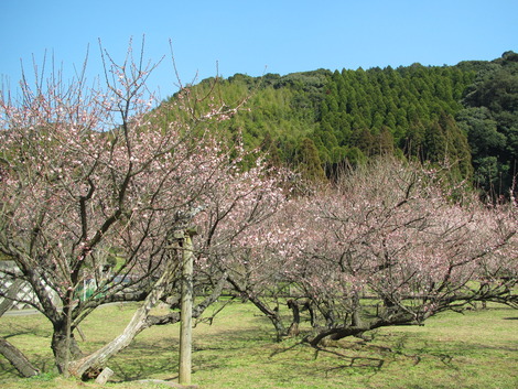 梅も桜も