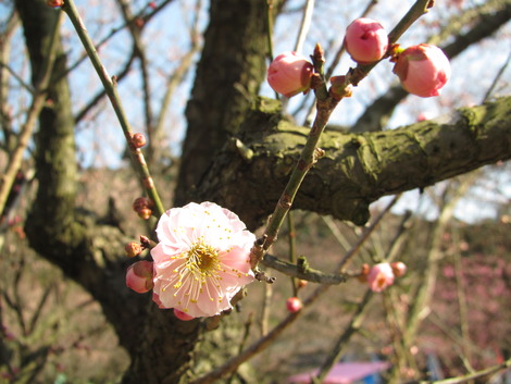 梅も桜も