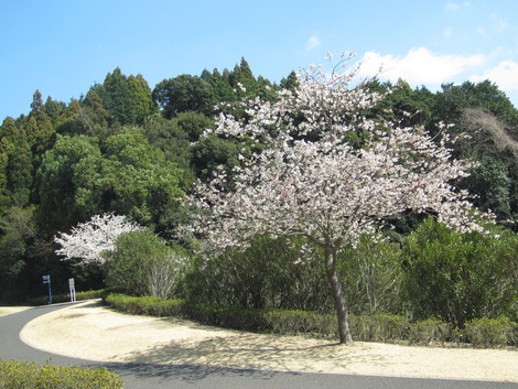梅も桜も