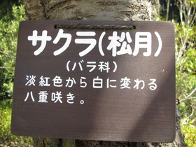 梅も桜も