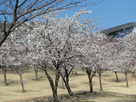 梅も桜も