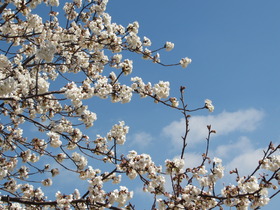 梅も桜も