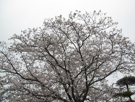 花曇り