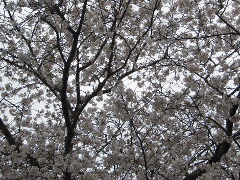 花曇り