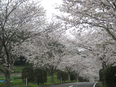 花曇り
