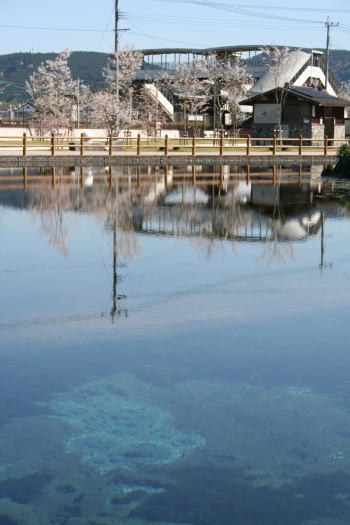 丸池の様子