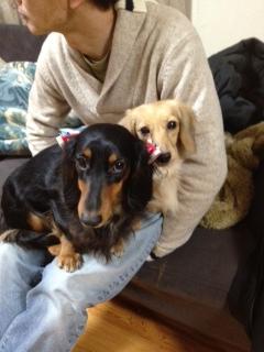 クリスマスイブの犬たち^^