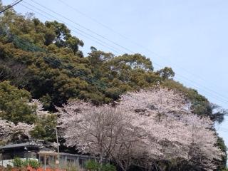 お花見♪