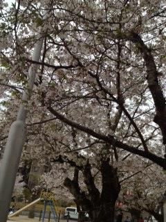 お花見♪