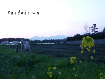 のどかな風景