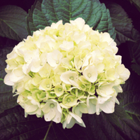 紫陽花