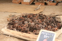 いよいよ明日OPEN！みなみの森♪ 2012/05/06 13:30:00