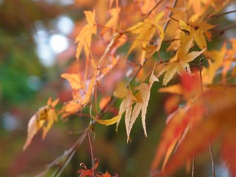 霧島紅葉便り