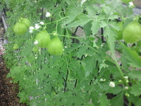 夏休みも真ん中！！ 2012/08/12 17:11:38