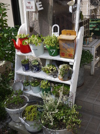 癒しのgreen達。。。。。 2012/07/27 18:07:01