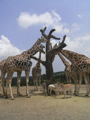旅行レポ・アフリカンサファリ・ごんべえ村編