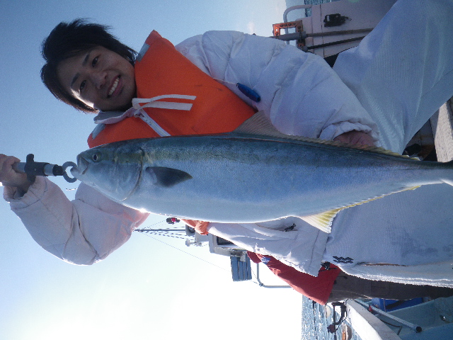 泳がせ釣り、ブリ