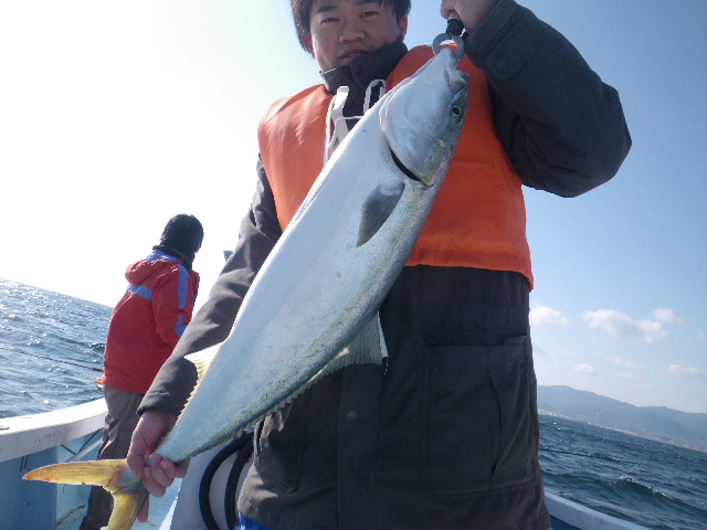 泳がせ釣り、ブリ