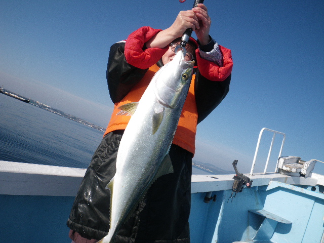 泳がせ釣り、ブリ。。。。。。