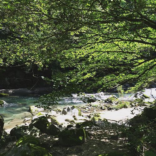 雄川の滝 雄川の滝