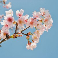 サクラサク