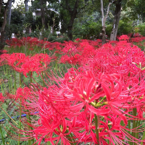 彼岸花 彼岸花