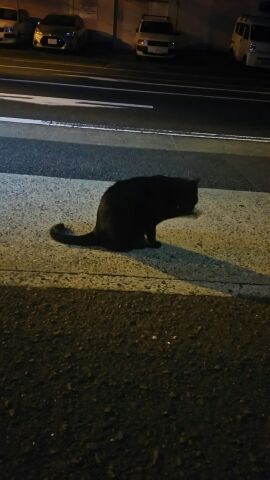 猫さん 猫さん