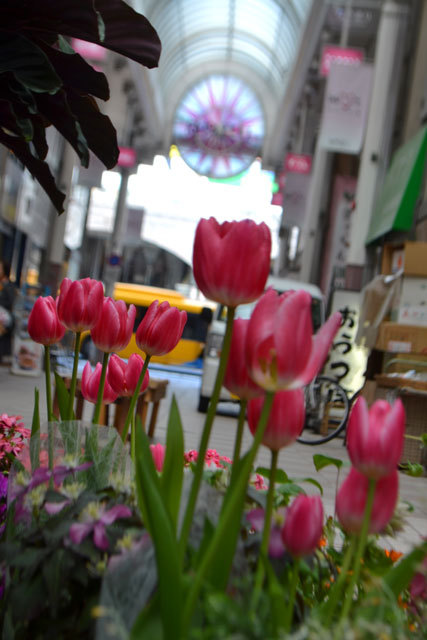 3/7（土）14:00より、2015なや通り「春の花フェスタ」開催します。