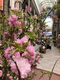 ただいま　なや通り中央にて牡丹桜を展示中です。どうぞお楽しみください。