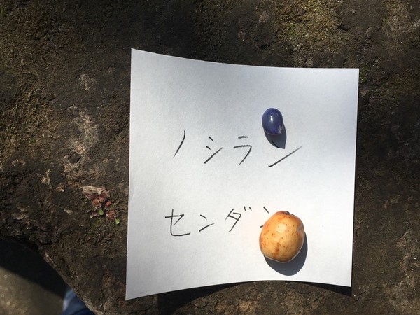 【せごどんロケ地】渡邊謙さまを追っかけて・・・旧島津氏玉里邸庭園へ行く