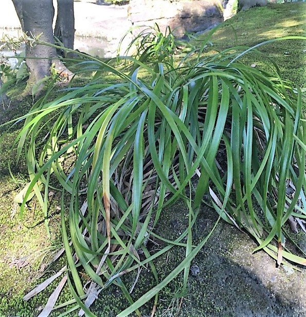 【せごどんロケ地】渡邊謙さまを追っかけて・・・旧島津氏玉里邸庭園へ行く