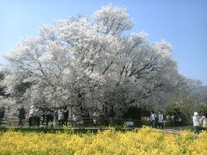 35*一心行の桜