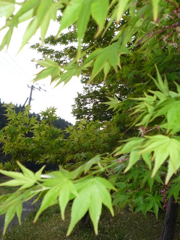 庭の花達がいっせいに咲き始めました！！