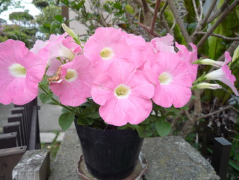 庭の花達がいっせいに咲き始めました！！