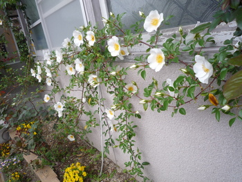 庭の花達がいっせいに咲き始めました！！