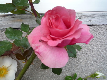 庭の花達がいっせいに咲き始めました！！