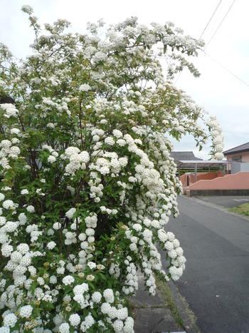 庭の花達がいっせいに咲き始めました！！