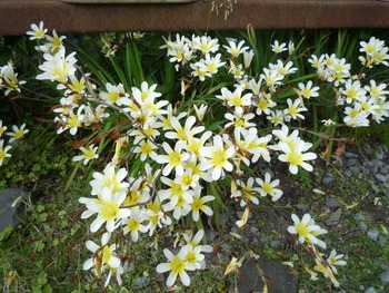 庭の花達がいっせいに咲き始めました！！