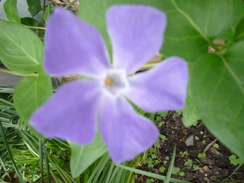 庭の花達がいっせいに咲き始めました！！