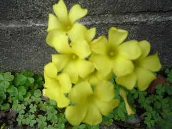 庭の花達がいっせいに咲き始めました！！