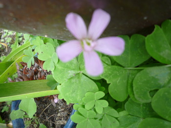 庭の花達がいっせいに咲き始めました！！