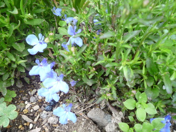 庭の花達がいっせいに咲き始めました！！