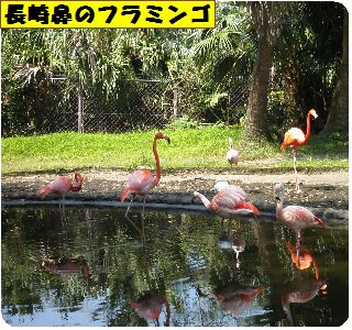 指宿 シルバー迷い旅