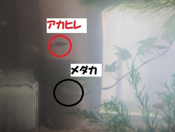 まりものおかげで・・・我が家に新しい仲間が・・・。