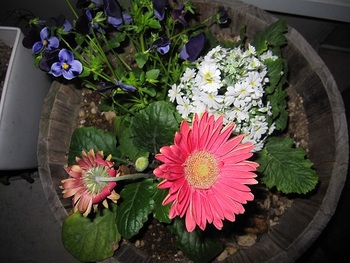 お花盛り・もり・・・